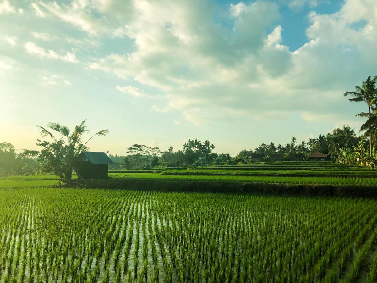 Rayshiva * Ubud